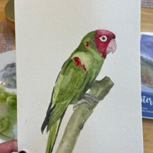 Red-Headed Parrot