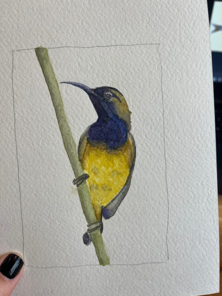 Blue-Throated Hummingbird